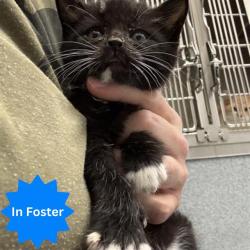 Shelter Stray Male Cat last seen Near, 5001 E Raymond St, Indianapolis, IN 46203, USA