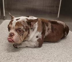 Shelter Stray Male Dog last seen E STOCKTON BLVD / ELK GROVE FLORIN RD, 9150 Union Park Way, Elk Grove, CA 95624, USA