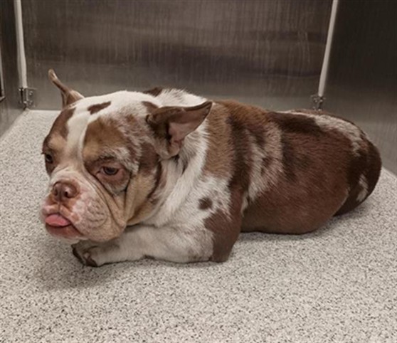 Shelter Stray Male Dog last seen E STOCKTON BLVD / ELK GROVE FLORIN RD, 9150 Union Park Way, Elk Grove, CA 95624, USA