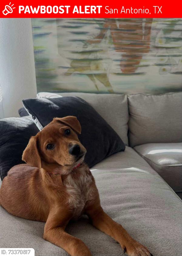 Lost Female Dog last seen Bexar County Courthouse San Antonio, San Antonio, TX 78205