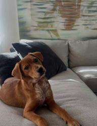 Lost Female Dog last seen Bexar County Courthouse San Antonio, San Antonio, TX 78205
