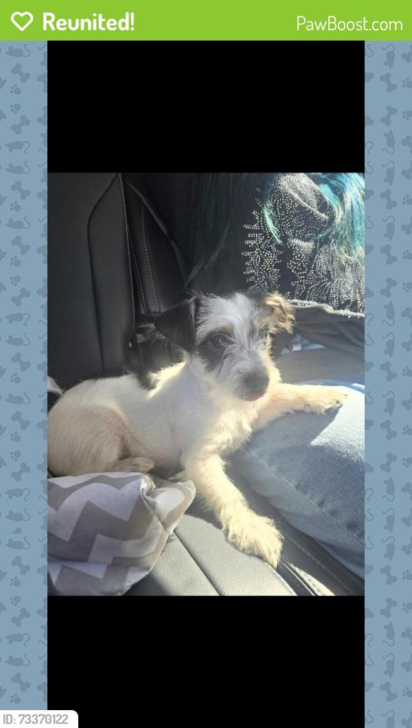 Reunited Male Dog last seen La vida, Palm Springs, CA 92262
