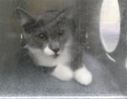 Shelter Stray Unknown Cat last seen RED BUG LAKE RD/WS, 232 Eslinger Way, Sanford, FL 32773, USA