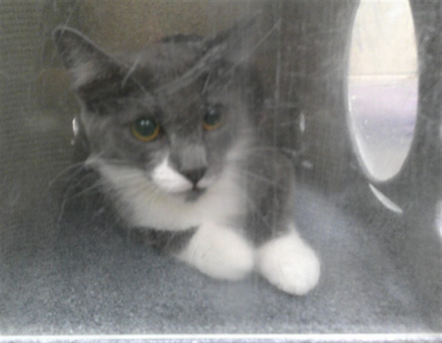 Shelter Stray Unknown Cat last seen RED BUG LAKE RD/WS, 232 Eslinger Way, Sanford, FL 32773, USA