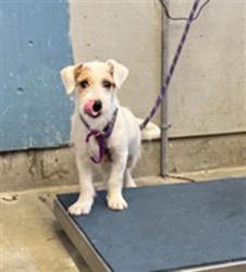 Shelter Stray Male Dog last seen , 600 Aviation Dr, Camarillo, CA 93010, USA