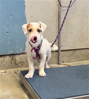 Shelter Stray Male Dog last seen , 600 Aviation Dr, Camarillo, CA 93010, USA