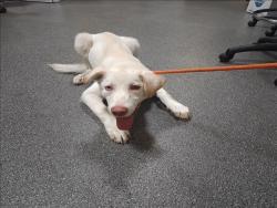 Shelter Stray Male Dog last seen , 3201 Lacy St, Los Angeles, CA 90031, USA