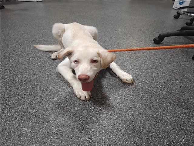 Shelter Stray Male Dog last seen , 3201 Lacy St, Los Angeles, CA 90031, USA