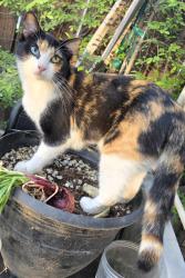 Lost Female Cat last seen Gettysburg and Sunnyside Ave, Fresno, CA 93727