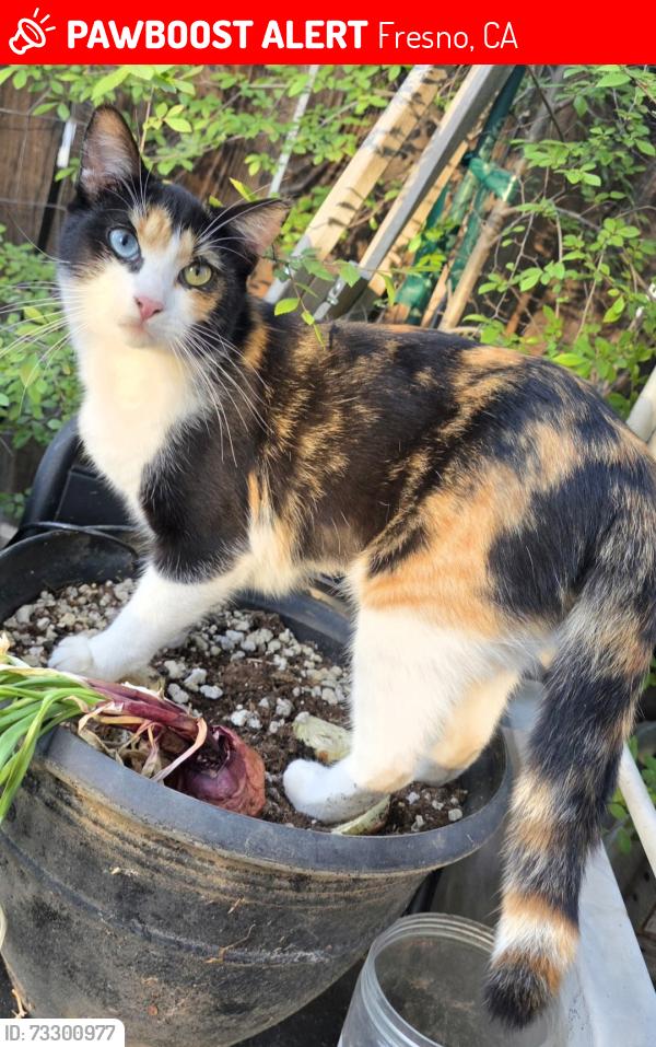 Lost Female Cat last seen Gettysburg and Sunnyside Ave, Fresno, CA 93727