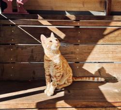 Reunited Male Cat last seen Linden St., Oakland, CA 94607