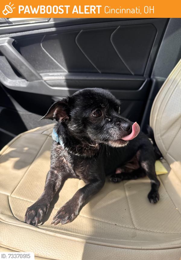 Found/Stray Male Dog last seen Chickering & Este Ave 45232, Cincinnati, OH 45232