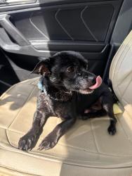 Found/Stray Male Dog last seen Chickering & Este Ave 45232, Cincinnati, OH 45232
