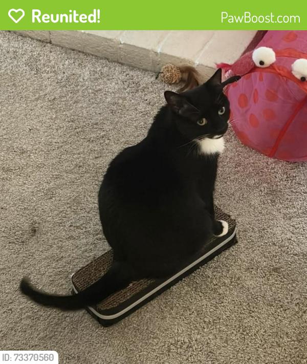 Reunited Female Cat last seen Argonaut Dr, Durham, NC 27705
