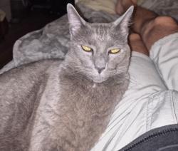 Reunited Female Cat last seen skyline dr irving texas 75060, Irving, TX 75038