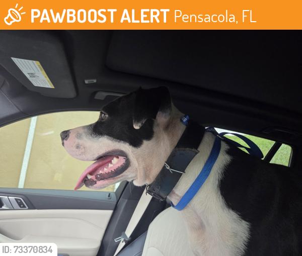 Found/Stray Male Dog last seen Intersection of Cervantes and Pace, Pensacola FL, Pensacola, FL 32505
