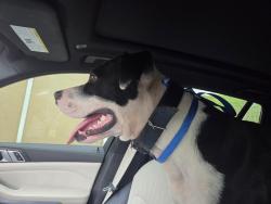 Found/Stray Male Dog last seen Intersection of Cervantes and Pace, Pensacola FL, Pensacola, FL 32505