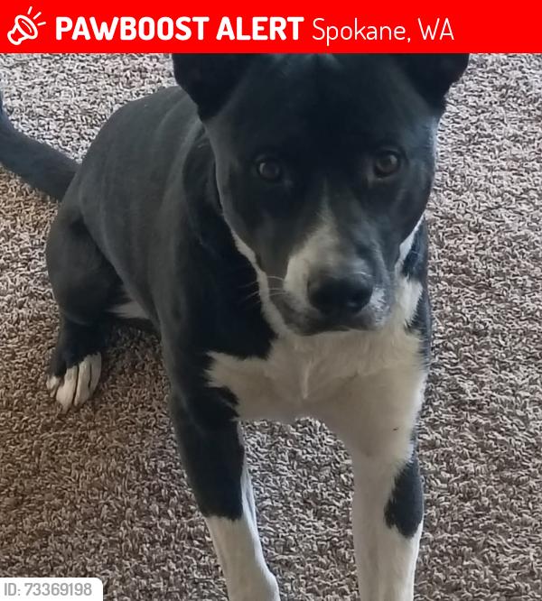 Lost Male Dog last seen fish lake trail, Spokane, WA 99204