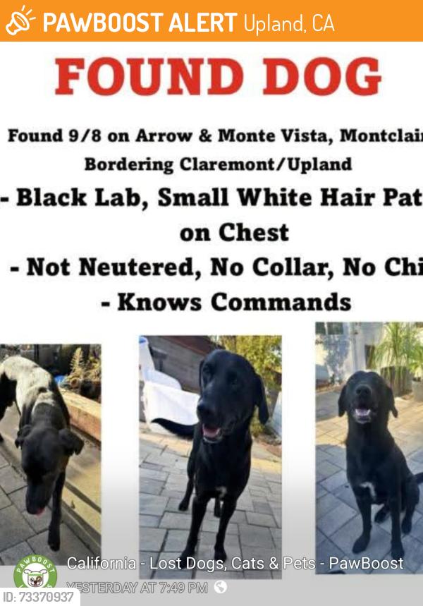 Found/Stray Male Dog last seen Arrow and monte vista, Upland, CA 91786