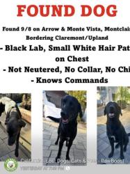 Found/Stray Male Dog last seen Arrow and monte vista, Upland, CA 91786