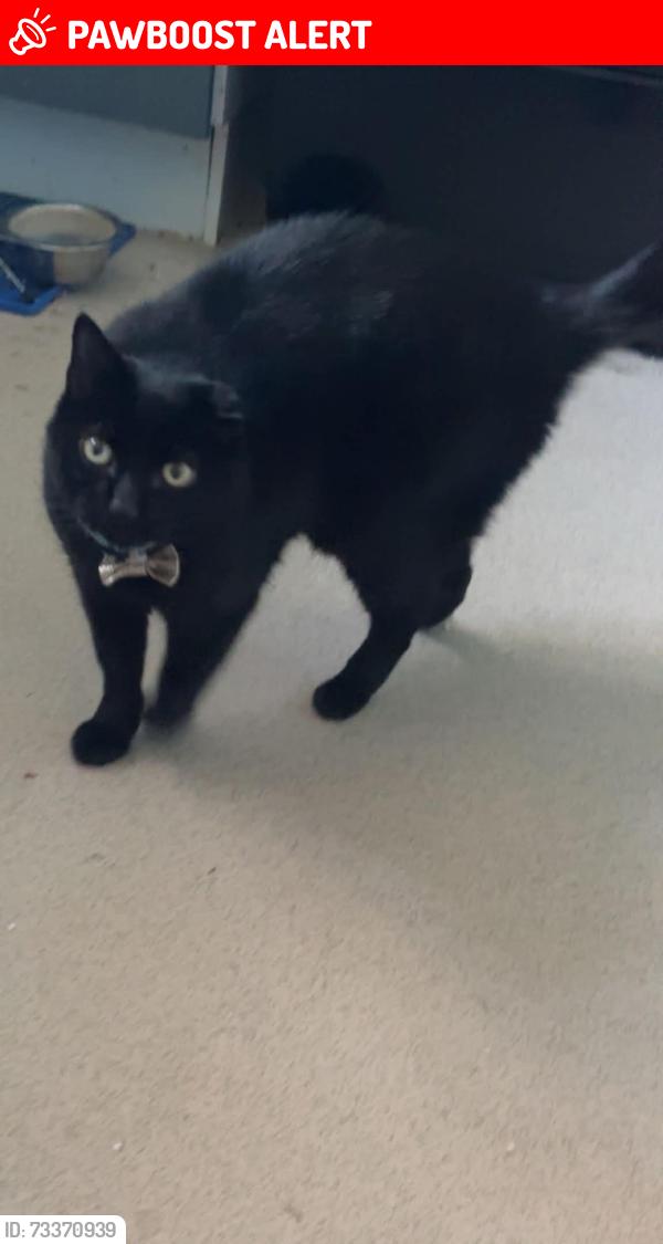 Lost Male Cat last seen Po8 9uu, Hampshire, England PO8 9UU