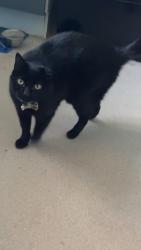 Lost Male Cat last seen Po8 9uu, Hampshire, England PO8 9UU