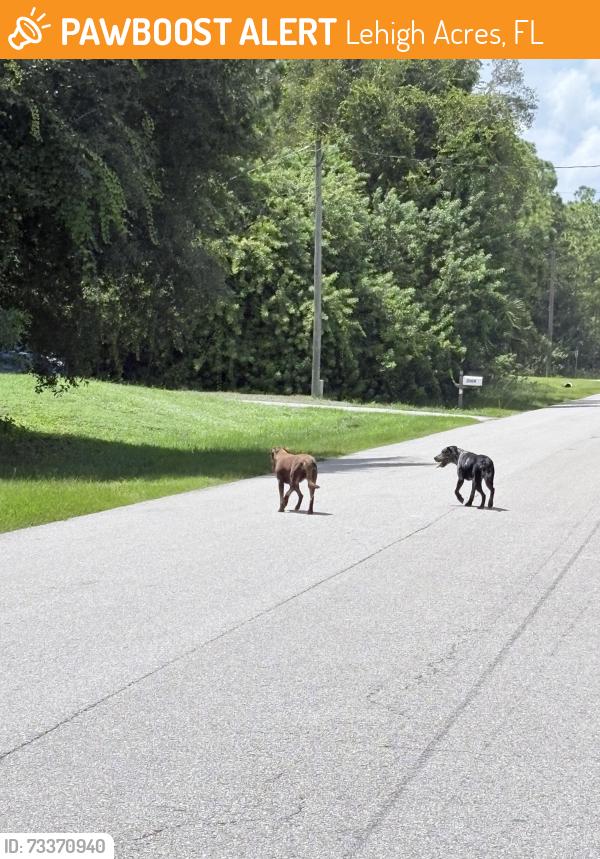 Found/Stray Unknown Dog last seen Joan 51st ST W, Lehigh Acres, FL 33971