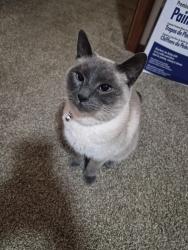 Lost Female Cat last seen Airport rd and Bennett Dr, Bellingham, WA 98225