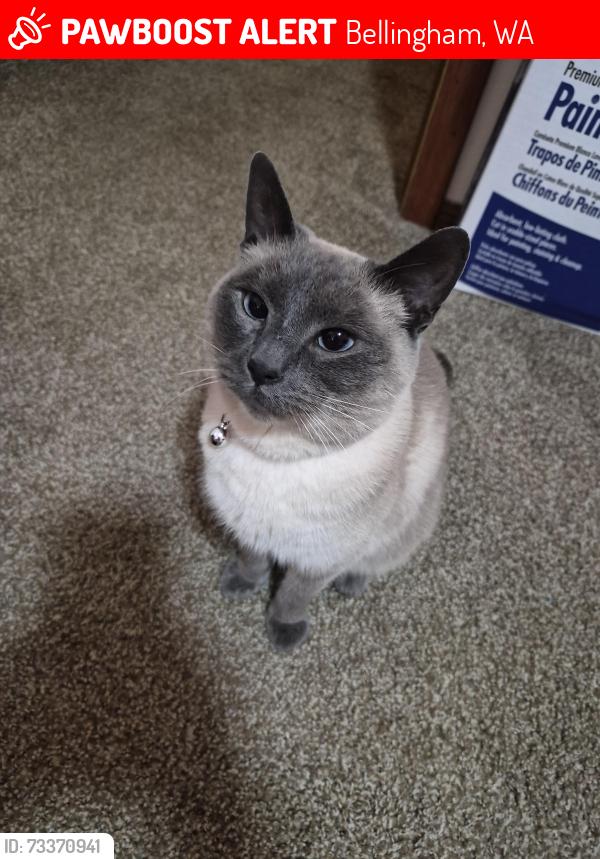 Lost Female Cat last seen Airport rd and Bennett Dr, Bellingham, WA 98225
