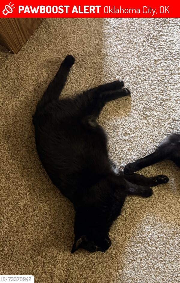 Lost Male Cat last seen Chic fil a Rockwell, Oklahoma City, OK 73142