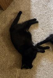 Lost Male Cat last seen Chic fil a Rockwell, Oklahoma City, OK 73142