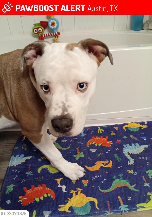 Lost Male Dog last seen Airport Blvd & 12thst, Austin, TX 78722