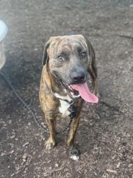 Shelter Stray Male Dog last seen Near Rockbridge Rd. Lithonia, 30058, 30058, GA, 3280 Chamblee Dunwoody Rd, Chamblee, GA 30341, USA
