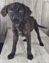 Shelter Stray Male Dog last seen , Caddo Parish, LA, 1500 Monty St, Shreveport, LA 71107, USA