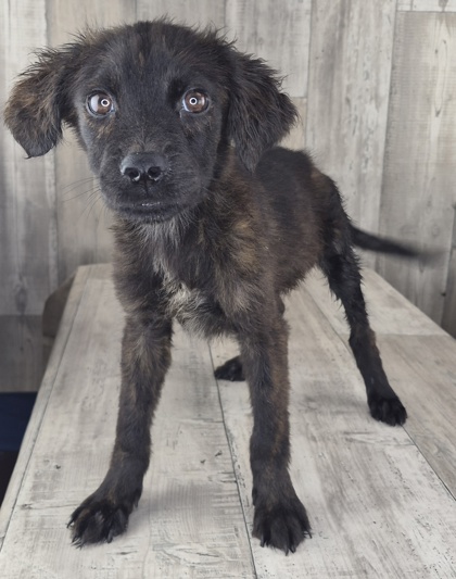 Shelter Stray Male Dog last seen , Caddo Parish, LA, 1500 Monty St, Shreveport, LA 71107, USA