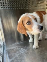 Shelter Stray Female Dog last seen Near Browning St, Caddo Parish, LA, 1500 Monty St, Shreveport, LA 71107, USA