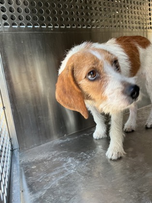 Shelter Stray Female Dog last seen Near Browning St, Caddo Parish, LA, 1500 Monty St, Shreveport, LA 71107, USA