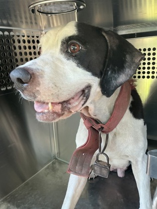 Shelter Stray Male Dog last seen Roy Rd, Caddo Parish,, 1500 Monty St, Shreveport, LA 71107, USA