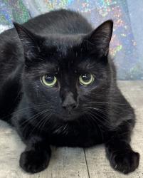 Shelter Stray Female Cat last seen , Caddo Parish, LA, 1500 Monty St, Shreveport, LA 71107, USA