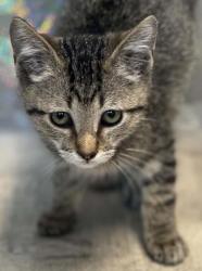 Shelter Stray Male Cat last seen Murphy St, Caddo Parish, LA, 1500 Monty St, Shreveport, LA 71107, USA
