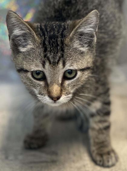 Shelter Stray Male Cat last seen Murphy St, Caddo Parish, LA, 1500 Monty St, Shreveport, LA 71107, USA