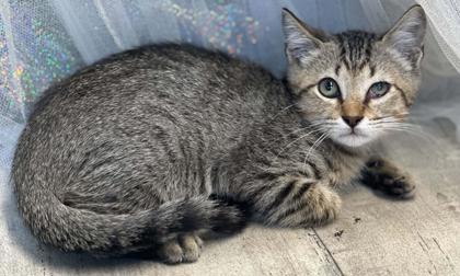 Shelter Stray Male Cat last seen Murphy St, Caddo Parish, LA, 1500 Monty St, Shreveport, LA 71107, USA