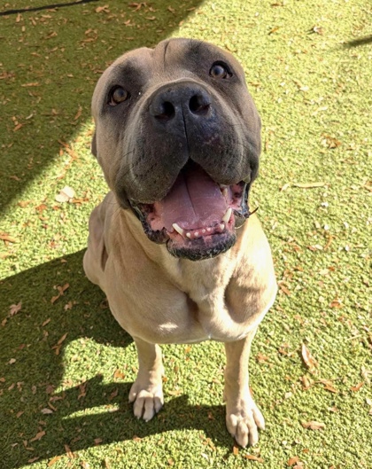 Shelter Stray Male Dog last seen Near Edgemere Ave., 21215, MD, 2490 Giles Rd, Baltimore, MD 21225, USA