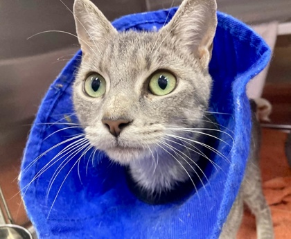 Shelter Stray Female Cat last seen Potapsco Ave and Potee St, 21225, MD, 2490 Giles Rd, Baltimore, MD 21225, USA