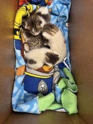 Shelter Stray Unknown Cat last seen Caddo Iron, Caddo Parish, LA, 1500 Monty St, Shreveport, LA 71107, USA