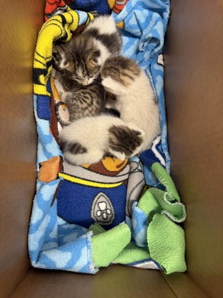 Shelter Stray Unknown Cat last seen Caddo Iron, Caddo Parish, LA, 1500 Monty St, Shreveport, LA 71107, USA