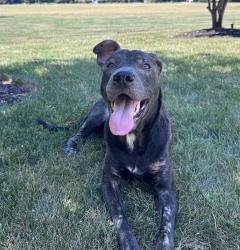 Found/Stray Female Dog last seen Kerns Ln and Hambright, Huntersville, NC 28078