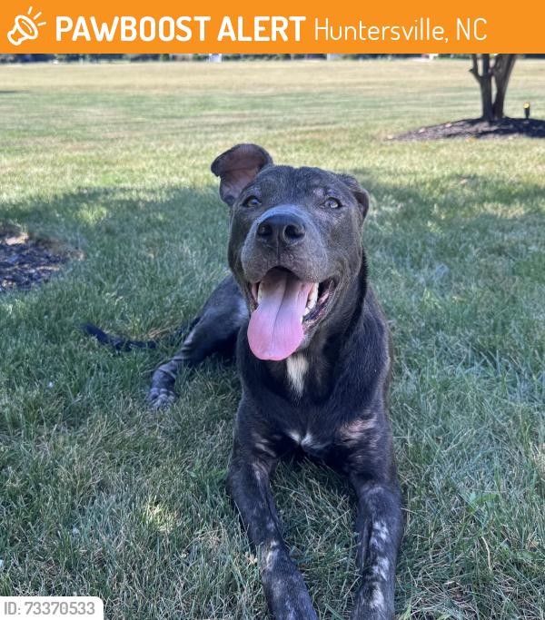 Found/Stray Female Dog last seen Kerns Ln and Hambright, Huntersville, NC 28078