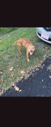 Found/Stray Male Dog last seen Near, Davidson County, NC 27360
