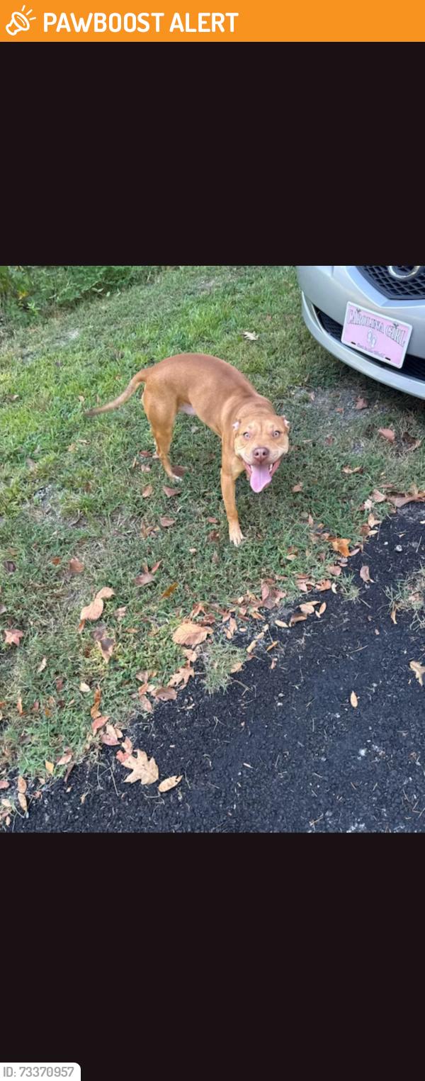 Found/Stray Male Dog last seen Near, Davidson County, NC 27360